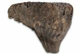 Fantastic, Fossil Woolly Mammoth Upper M Molar - Poland #337197-1